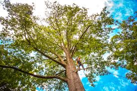 Best Tree Mulching  in Oxoboxo River, CT