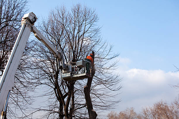 How Our Tree Care Process Works  in  Oxoboxo River, CT